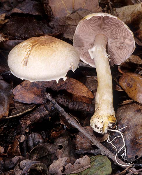 Agaricus semotus